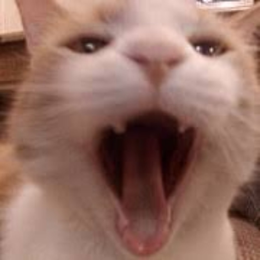 Meet your Posher, Jocelyn